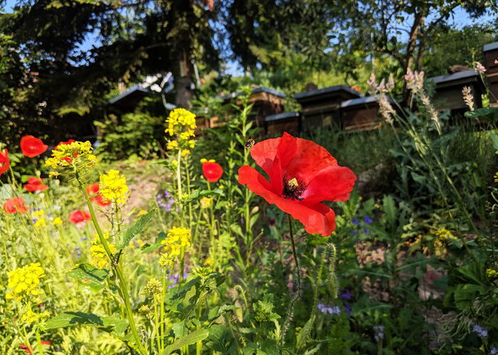 Rote Mohnblume in einem blühenden Garten