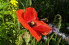 Biene fliegt zu roter Mohnblume