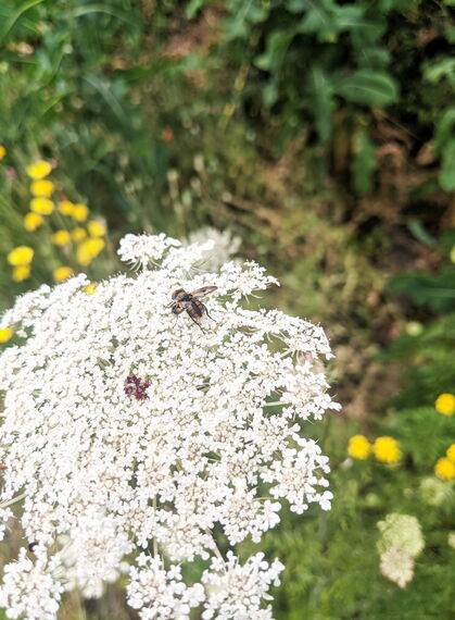 Insekt auf weißer Blüte