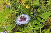 Biene auf hellvioletter Kornblume